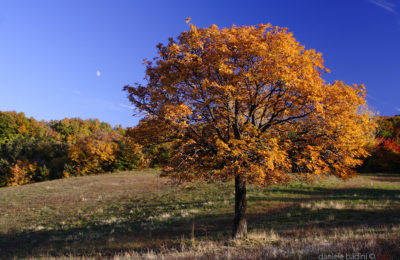 Seggiano paesaggio