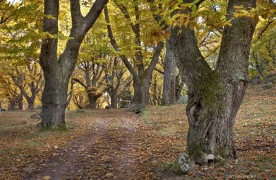 seggiano castagneto